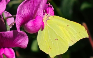 Motyl na kwiatku
