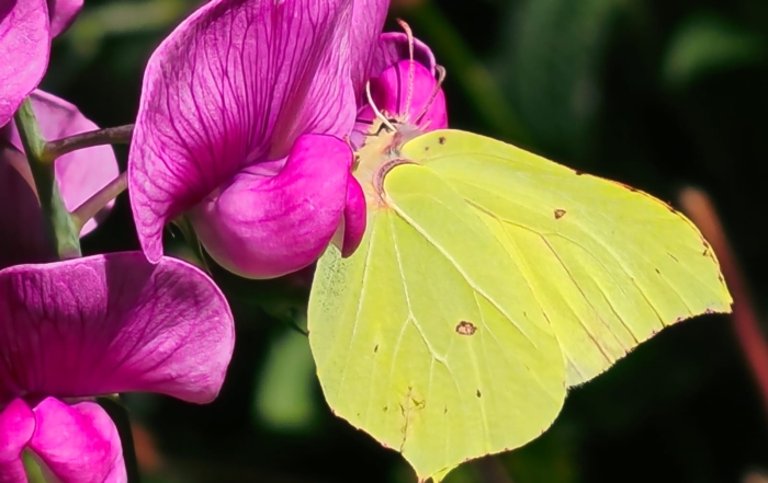 Motyl na kwiatku