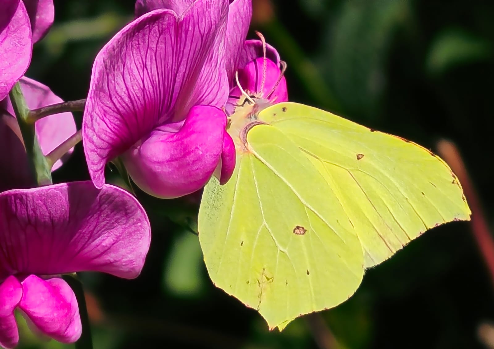 Motyl na kwiatku